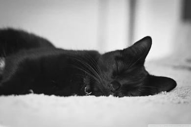 Black Cat HD Desktop Wallpapers : Widescreen : High Definition ...