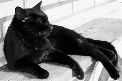 Black Cat Wallpapers   Animal Wallpapers