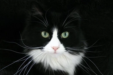 Black_cat_wallpaper 800x600.jpg