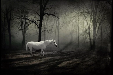 Dark Forest Backgrounds With Horse 13101 Full Hd Wallpapers Desktop ...
