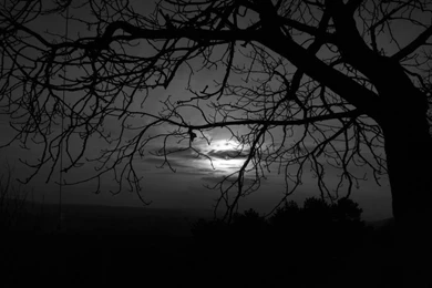 Dark Trees HD Wallpapers