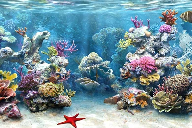 Bleached Coral Reefs Bounce Back