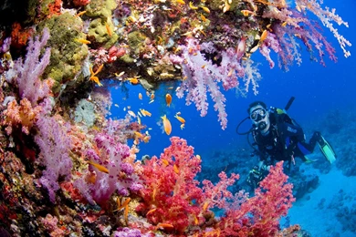 Sports Scuba Diving Ocean Sea Underwater Coral Reef People ...