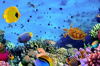Gallery For Coral Reef Hd Wallpapers