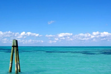 Free Beach Wallpapers   Logs In The Ocean   Wallpapers