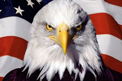 1024x768 America, Eagle, Bird, Usa, Flag Wallpapers And Pictures 35514