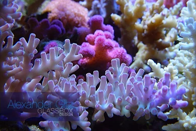 Coral Reef Wallpapers   Wallpapers Cave