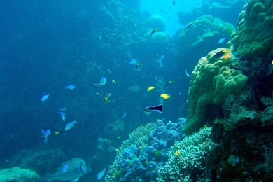 Ocean Fish Underwater Coral Reef Great Barrier Reef Wallpapers ...