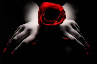 Black And Red Rose Wallpapers   Wallpapers HD Wide