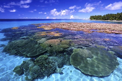Coral Reef Wallpapers