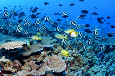 Coral Reef Fishes Wallpapers HD Wallpapers