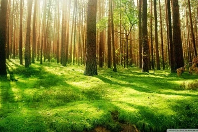 Beautiful Forest Scenery HD Desktop Wallpapers : Widescreen : High ...