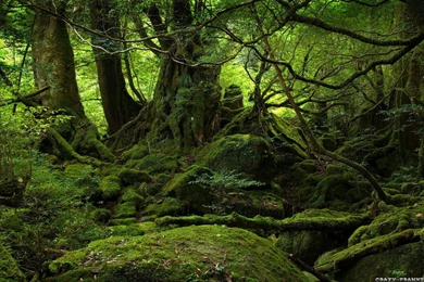 175 "Nature" HD Wallpapers