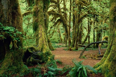 Green Nature Forest Earth Hd Wallpapers   (