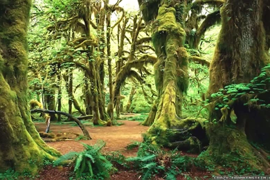 Summer Forest Wallpapers   Crazy Frankenstein