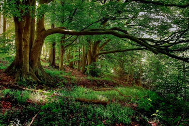 Forest Green Wallpapers HD Widescreen