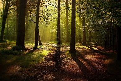 Path In The Forest Wallpapers   Widescreen Wallpapers