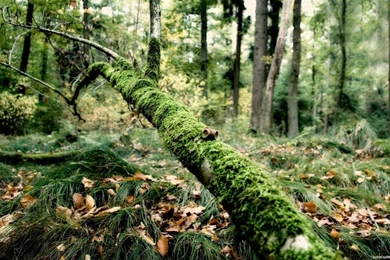 HD Wallpapers Beautiful Forest Nature HD Wallpapers Widescreen For ...