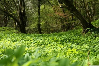 Forest Plants Nature HD Desktop Wallpapers : Widescreen : High ...