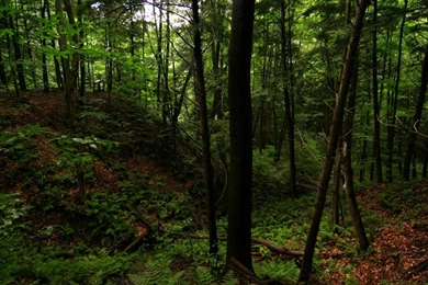 Real Freedom Forest Trees Nature Widescreen Hd Wallpapers   (