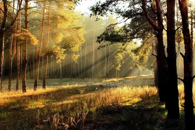 Morning Sunshine Forest Autumn Landscape Widescreen Wallpapers ...
