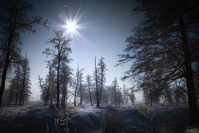 Winter In The Forest Wallpapers   Free Wide HD Wallpapers