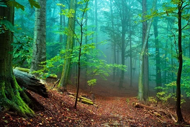 Beautiful Forest Wallpapers Widescreen HD 5007   HD Wallpapers Site