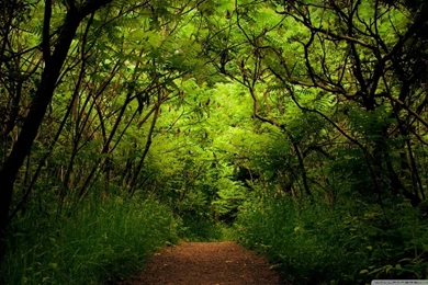 Forest Road 9 HD Desktop Wallpapers : Widescreen : High Definition ...
