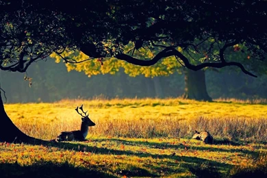 Natural Forest HD 899   Nature HD Desktop Wallpapers