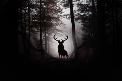 Legend Of Ghost Deer Of Forest Wallpapers HD.