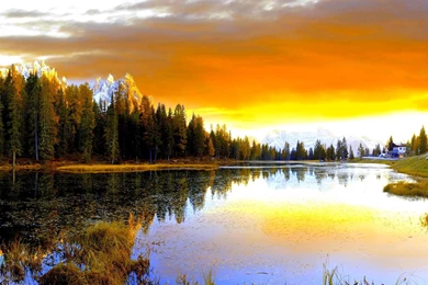 Pine Forest Lake Wallpapers Free