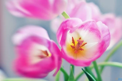HD Tulips Wallpapers 2.jpg