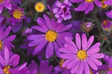 Flower Leaf Nature iPhone 6 Wallpapers HD And 1080P 6 Plus Wallpapers