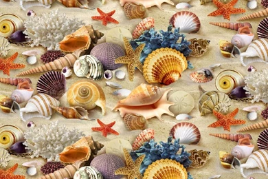 Sea Shells Wallpapers Hd Desktop