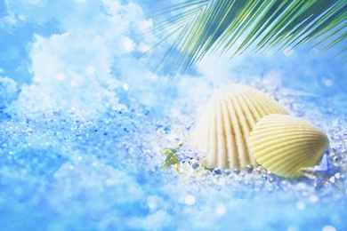 Seashell Wallpapers   Wallpapers Cave
