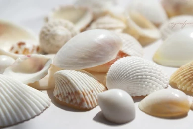 Seashells HD Desktop Wallpapers : High Definition : Fullscreen ...