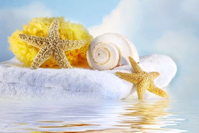 Free Download Seashells HD Wallpapers