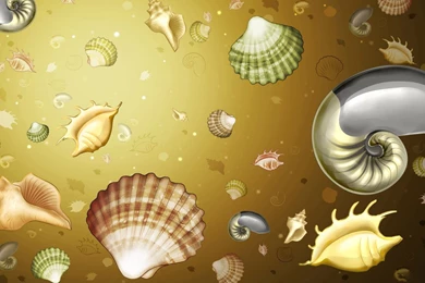 Desktop Wallpapers · Gallery · 3D Art · Seashells