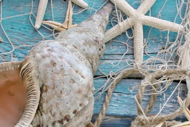 Seashells 640x1136.jpg