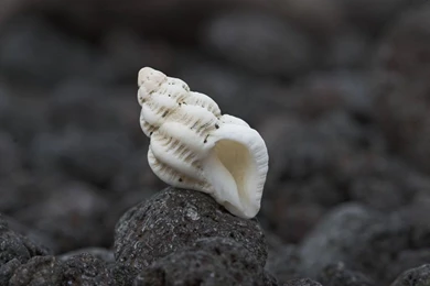 Seashells Wallpapers