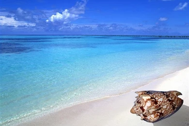 Sea Shell Of Topseashells : Specimen Seashells For Sale For Your ...