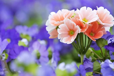 Free Flower Wallpapers For Desktop   Widescreen HD Wallpapers