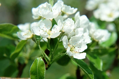 High quality hd white flowers computer wallpaper.jpg