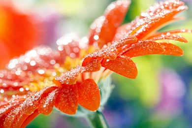 Flowers High Resolution Wallpapers 1600x900