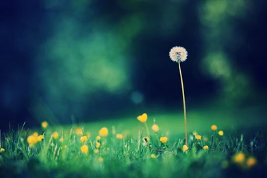 Nexus 7 Wallpapers 9