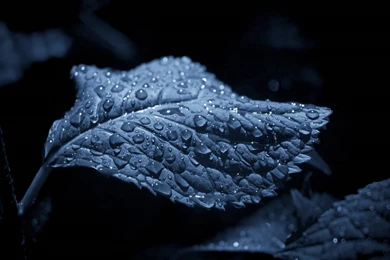 Nature Leaves Water Drops Airena Wallpaperpack Wallpapers   (