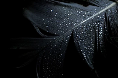 Water Drops Wallpapers 1920x1200   (