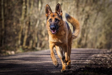 German Shepherd New Wallpapers And Images Free