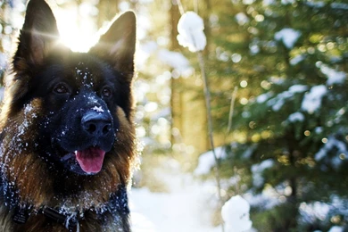 German Shepherd Wallpaper, German Shepherd Images Free, New Wallpapers