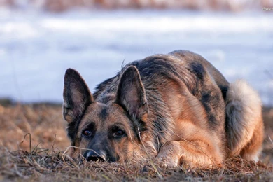 German Shepherd Wallpapers   Animal Wallpapers